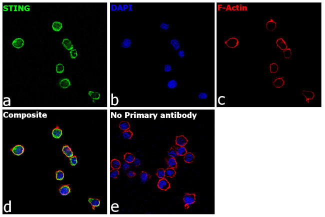 STING Antibody in Immunocytochemistry (ICC/IF)