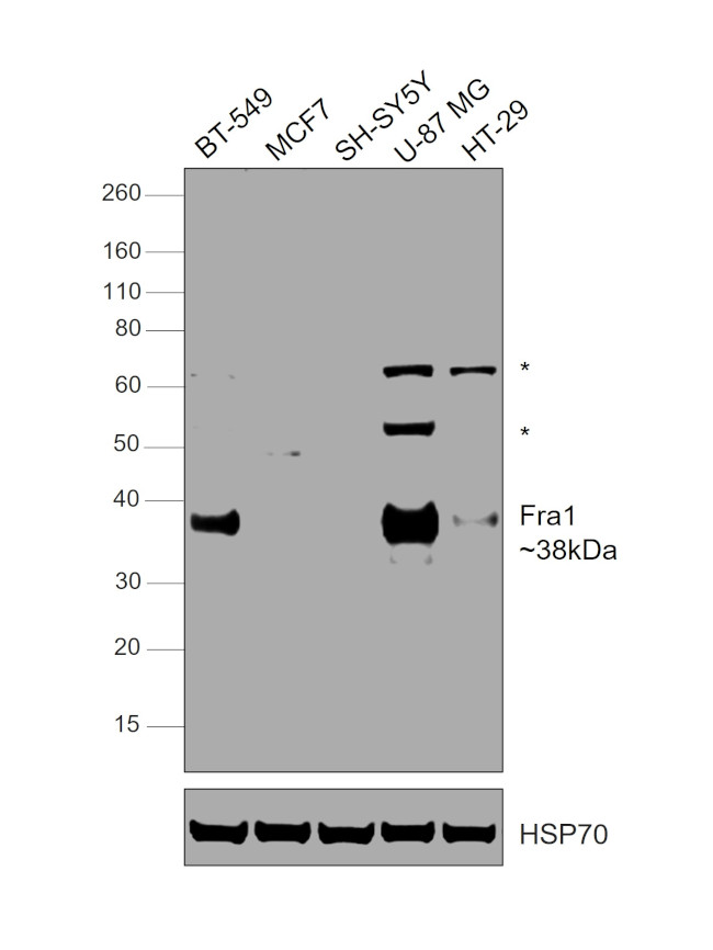 Fra1 Antibody in Western Blot (WB)