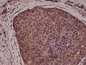 p38 MAPK Antibody in Immunohistochemistry (Paraffin) (IHC (P))