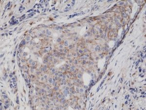 CD44 Antibody in Immunohistochemistry (Paraffin) (IHC (P))