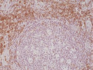 CD3e Antibody in Immunohistochemistry (Paraffin) (IHC (P))