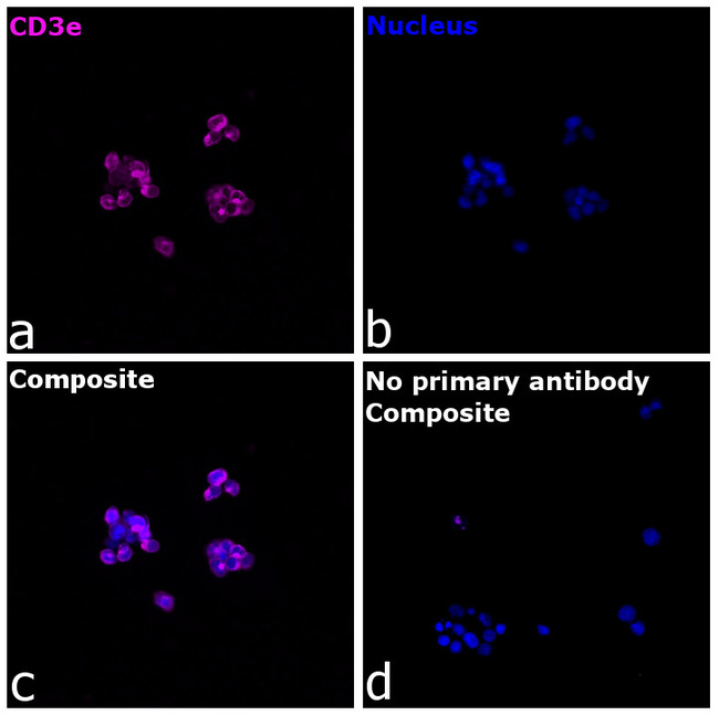 CD3e Antibody in Immunocytochemistry (ICC/IF)