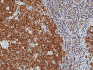 BOB-1 Antibody in Immunohistochemistry (Paraffin) (IHC (P))