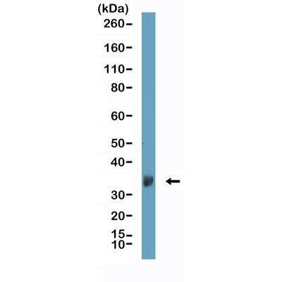Apolipoprotein J Antibody in Western Blot (WB)