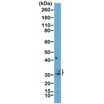 CHOP Antibody in Western Blot (WB)