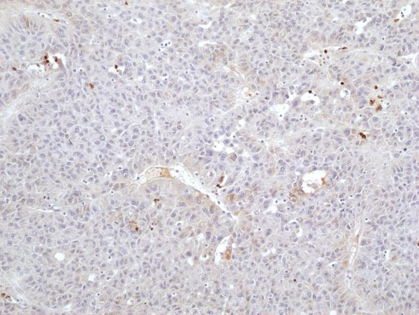FGL1 Antibody in Immunohistochemistry (Paraffin) (IHC (P))