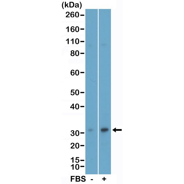 Phospho-eIF4E (Ser209) Antibody in Western Blot (WB)