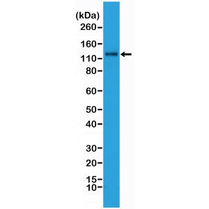 N-Cadherin Antibody in Western Blot (WB)