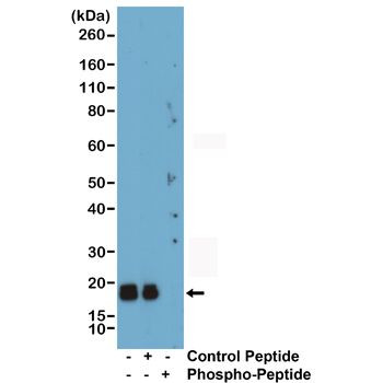Phospho-MYL2 (Ser19) Antibody in Western Blot (WB)