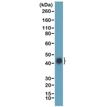 TIA-1 Antibody in Western Blot (WB)
