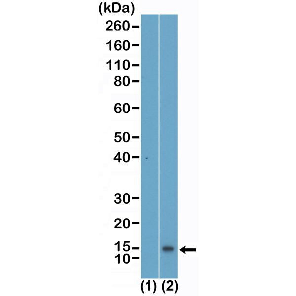 H4K5me1 Antibody in Western Blot (WB)