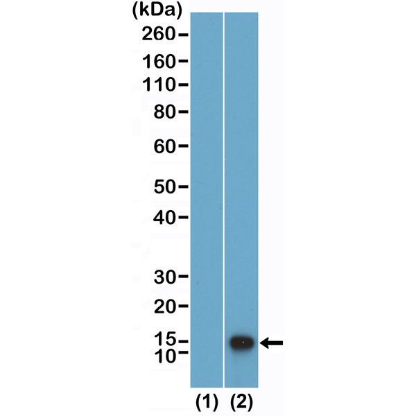 H4K12me1 Antibody in Western Blot (WB)