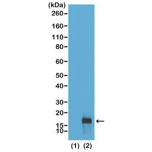 H3K79me2 Antibody in Western Blot (WB)
