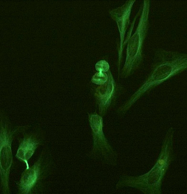 alpha Tubulin Antibody in Immunocytochemistry (ICC/IF)
