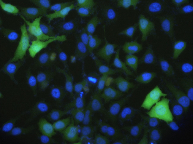 CDK1 Antibody in Immunocytochemistry (ICC/IF)