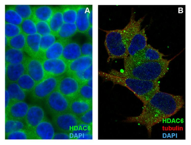 HDAC6 Antibody in Immunocytochemistry (ICC/IF)