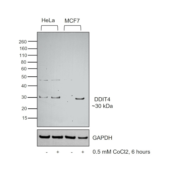 DDIT4 Antibody in Western Blot (WB)
