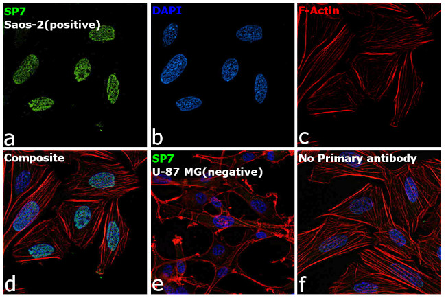 SP7 Antibody in Immunocytochemistry (ICC/IF)