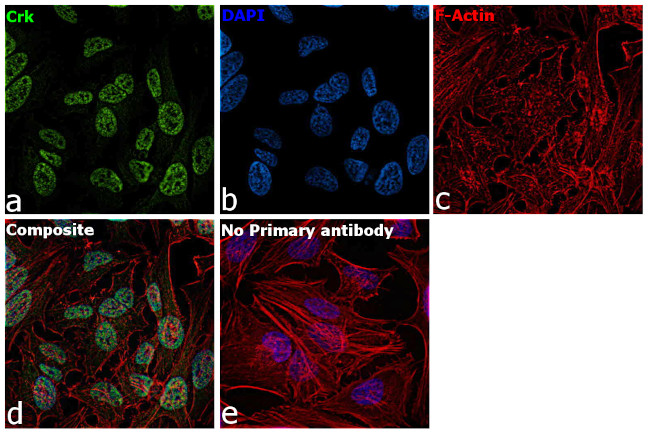 CRK Antibody in Immunocytochemistry (ICC/IF)