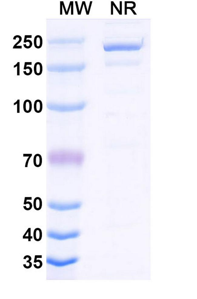 Cirevetmab Antibody in SDS-PAGE (SDS-PAGE)