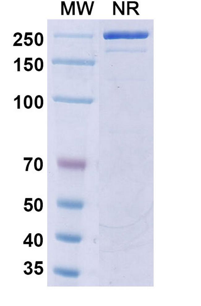 Riltovetbart Antibody in SDS-PAGE (SDS-PAGE)