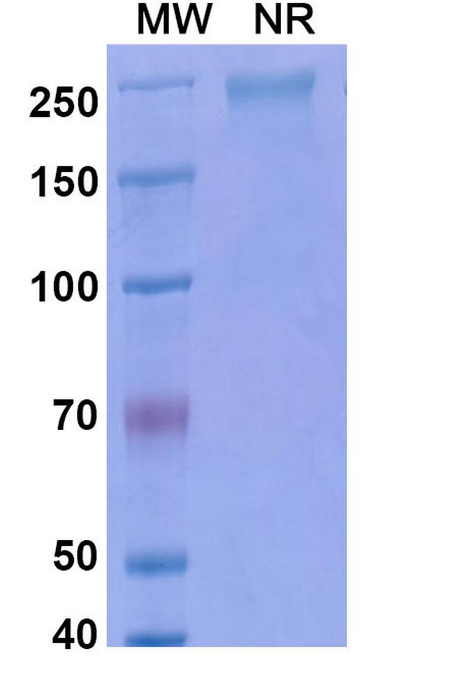 Ebrasodebart Antibody in SDS-PAGE (SDS-PAGE)