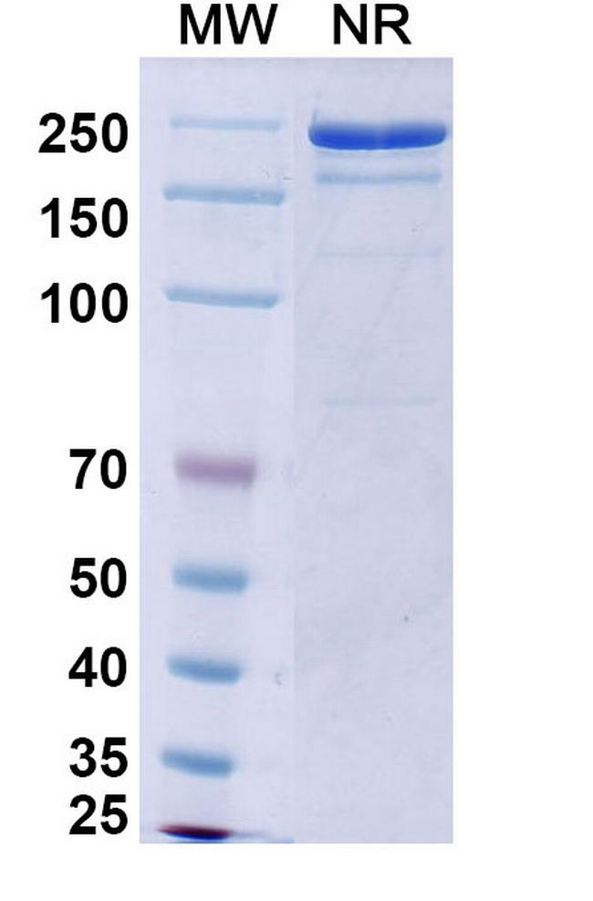 Vixticibart Antibody in SDS-PAGE (SDS-PAGE)