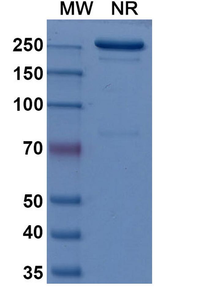 NPR1 (Imelciment Biosimilar) Antibody in SDS-PAGE (SDS-PAGE)