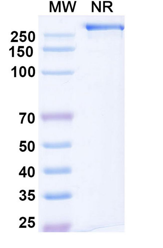 Mozistobart Humanized Antibody in SDS-PAGE (SDS-PAGE)