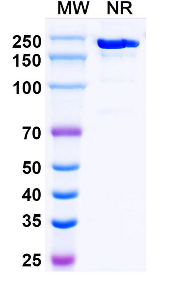 Crebankitug Antibody in SDS-PAGE (SDS-PAGE)