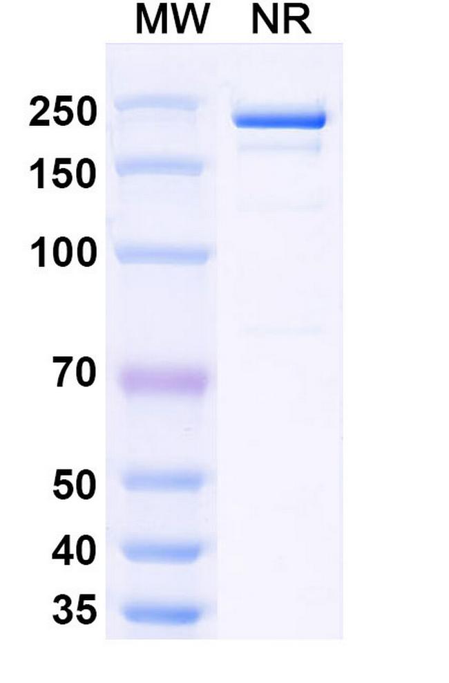Samatatug Antibody in SDS-PAGE (SDS-PAGE)