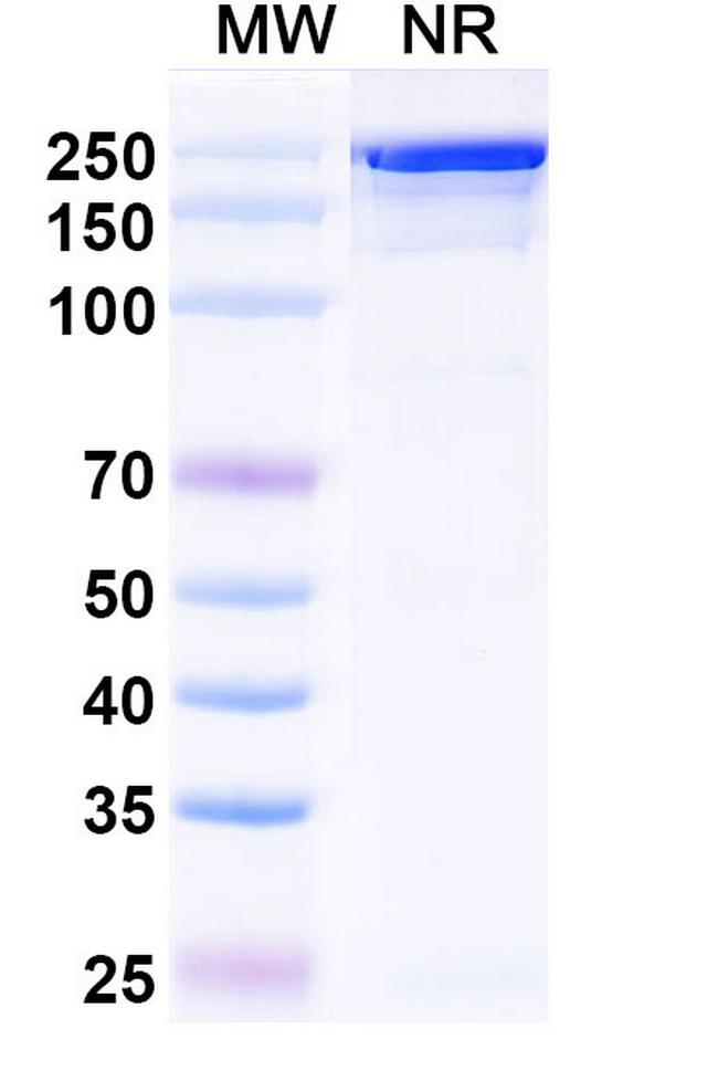 Izastobart Antibody in SDS-PAGE (SDS-PAGE)