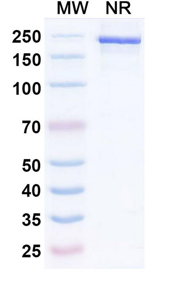 HGF (Umikibart Biosimilar) Antibody in SDS-PAGE (SDS-PAGE)