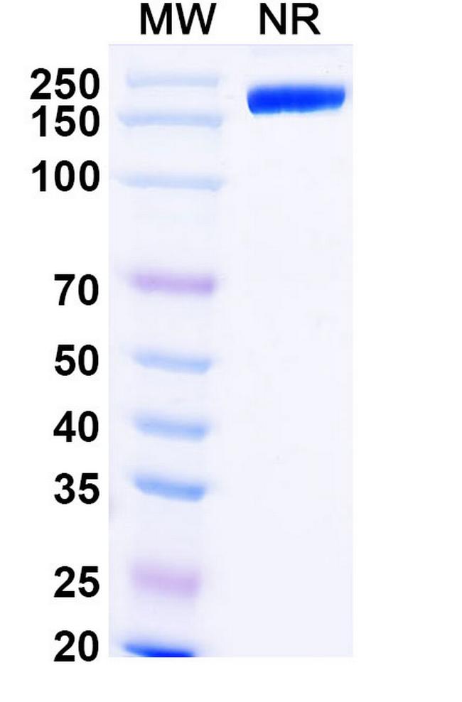 Dalutrafusp Alfa Humanized Antibody in SDS-PAGE (SDS-PAGE)