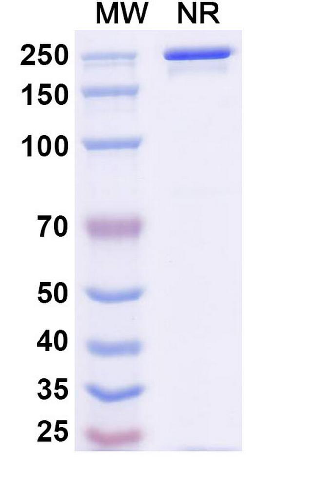 Ansipastobart Antibody in SDS-PAGE (SDS-PAGE)