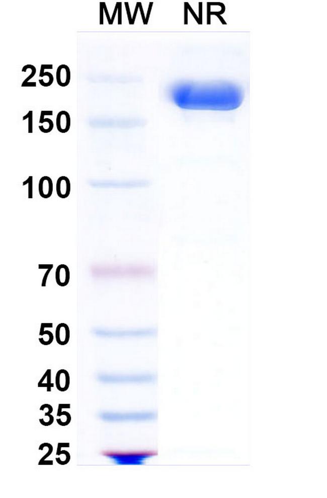Sigvotatug Humanized Antibody in SDS-PAGE (SDS-PAGE)