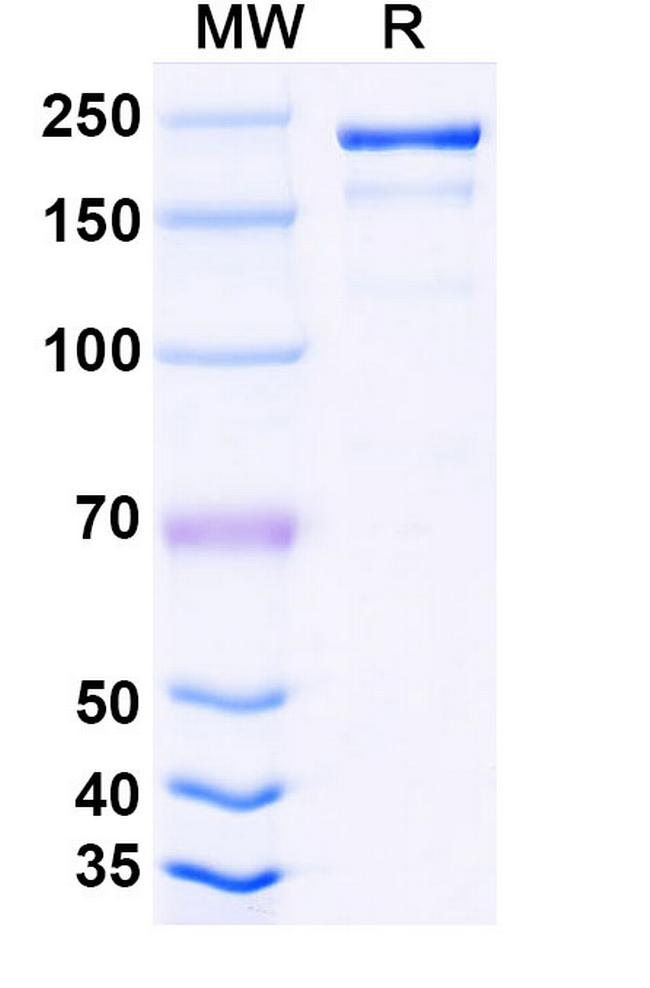 LAG-3 (CD223) (Tuparstobart Biosimilar) Antibody in SDS-PAGE (SDS-PAGE)