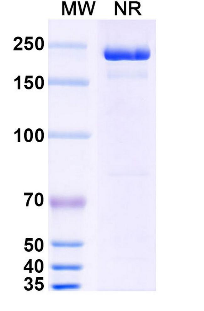 Negalstobart Antibody in SDS-PAGE (SDS-PAGE)