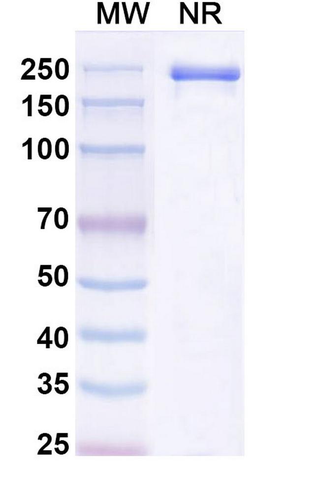 Tuvonralimab Humanized Antibody in SDS-PAGE (SDS-PAGE)
