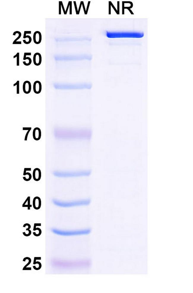 Firastotug Antibody in SDS-PAGE (SDS-PAGE)