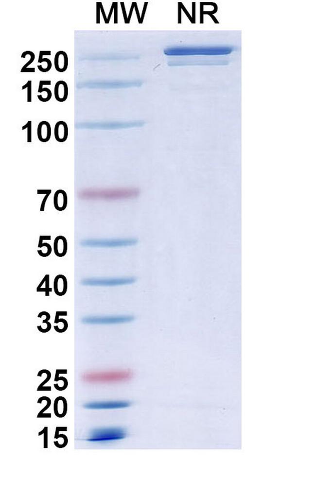 Muzastotug Antibody in SDS-PAGE (SDS-PAGE)