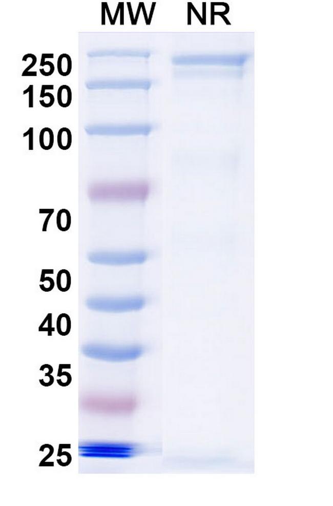 Sovipostobart Antibody in SDS-PAGE (SDS-PAGE)