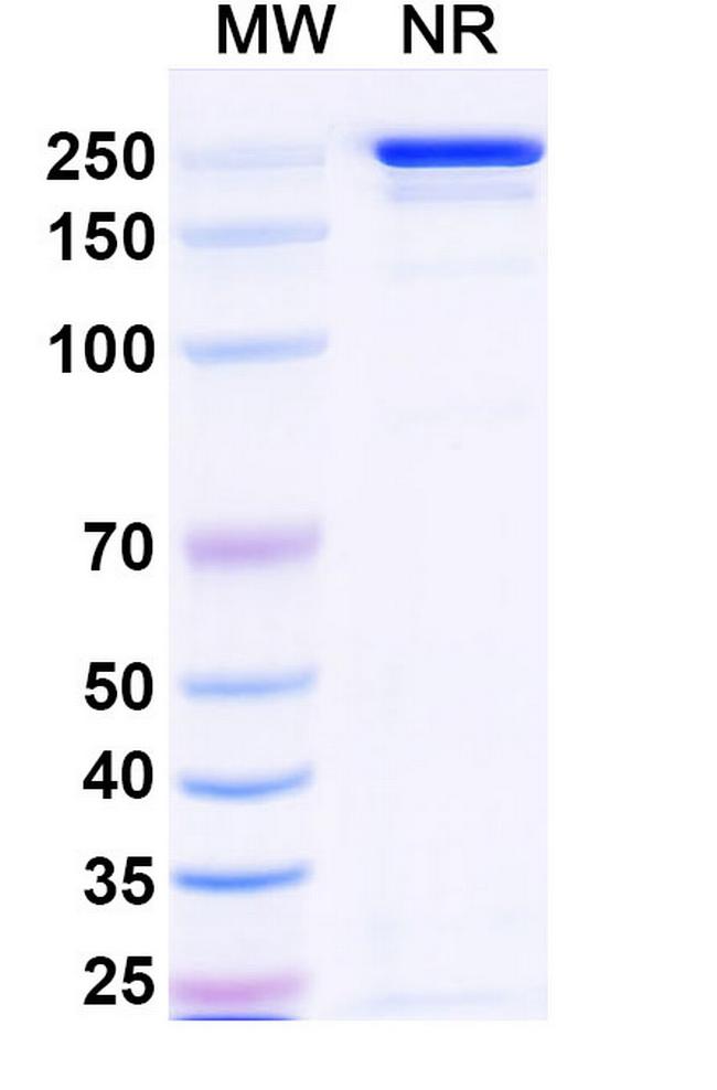 CTLA-4 (CD152) (Tazlestobart Biosimilar) Antibody in SDS-PAGE (SDS-PAGE)