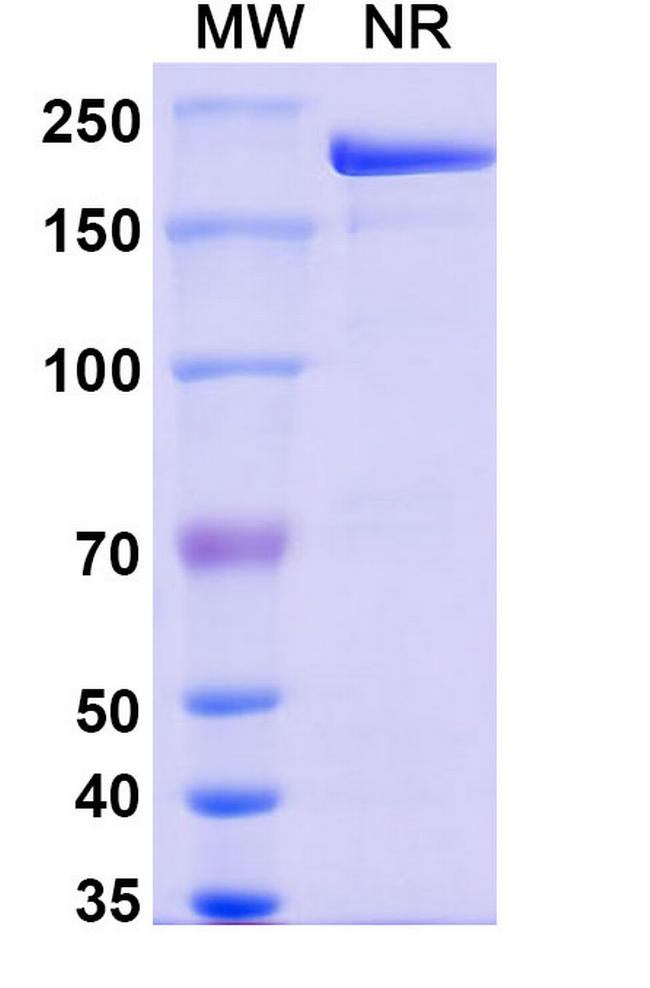 CD38 (Modakafusp alfa Biosimilar) Antibody in SDS-PAGE (SDS-PAGE)
