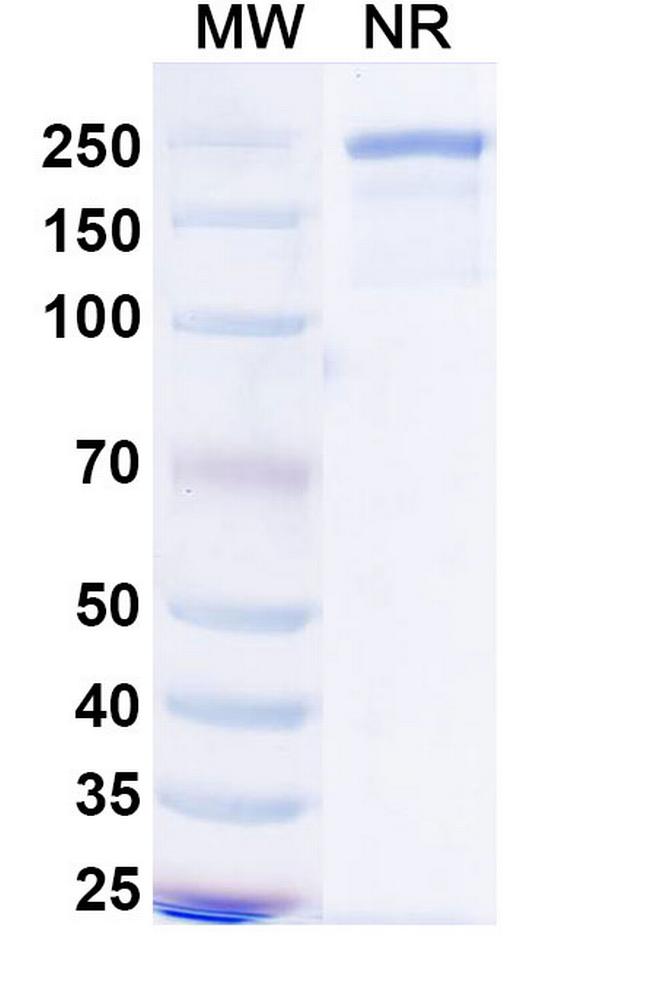 Mecbotamab Humanized Antibody in SDS-PAGE (SDS-PAGE)