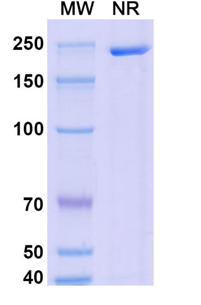 Dalnicastobart Antibody in SDS-PAGE (SDS-PAGE)