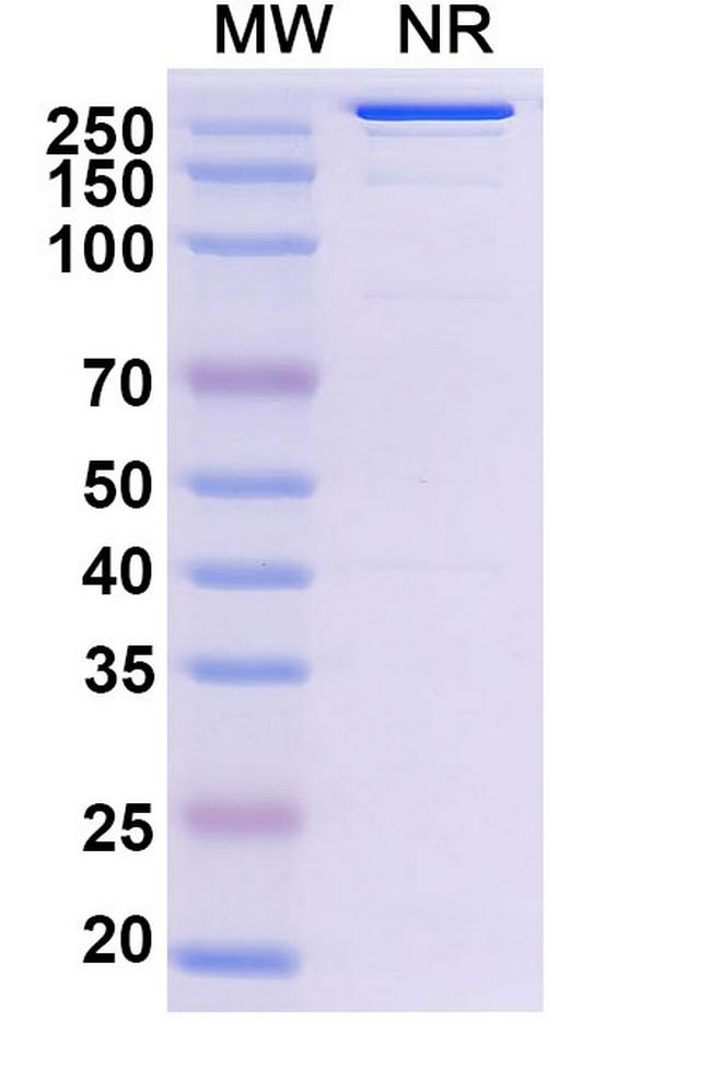 Abiprubart Humanized Antibody in SDS-PAGE (SDS-PAGE)