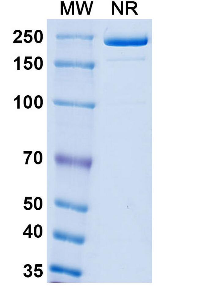 CD27 (Boserolimab Biosimilar) Antibody in SDS-PAGE (SDS-PAGE)