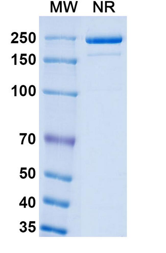 Luveltamab Humanized Antibody in SDS-PAGE (SDS-PAGE)