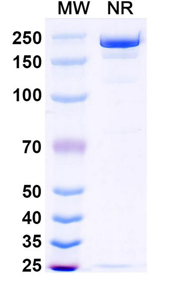Opugotamig Chimeric Antibody in SDS-PAGE (SDS-PAGE)